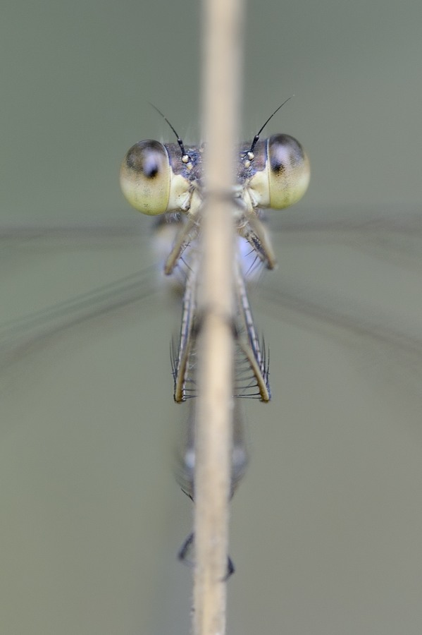 Lestes virens vestalis